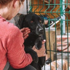 Stage in Portugal - Dierenasiel